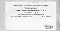 Sphaeropsis cydoniae image